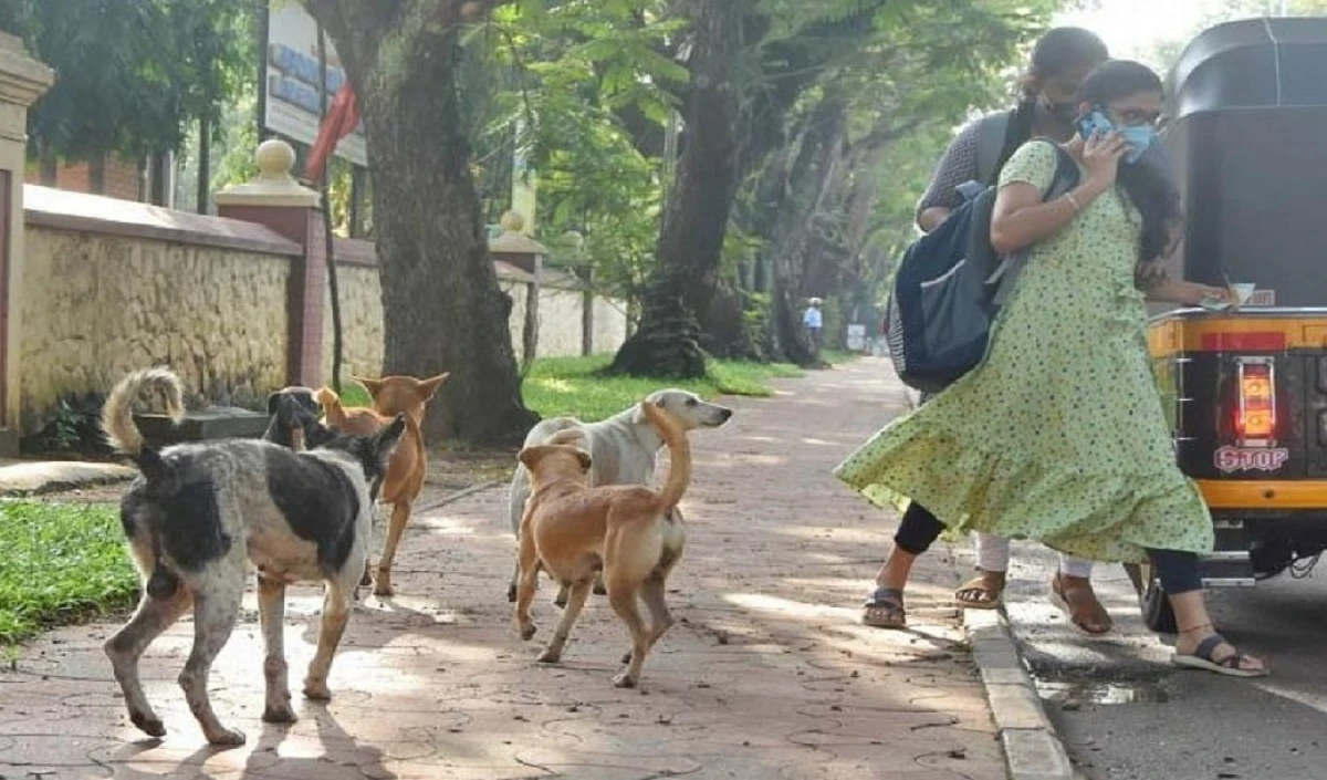 Hyderabad में आवारा कुत्तों की समस्या बरकरार, समाधान के लिए हुई उच्च स्तरीय बैठक