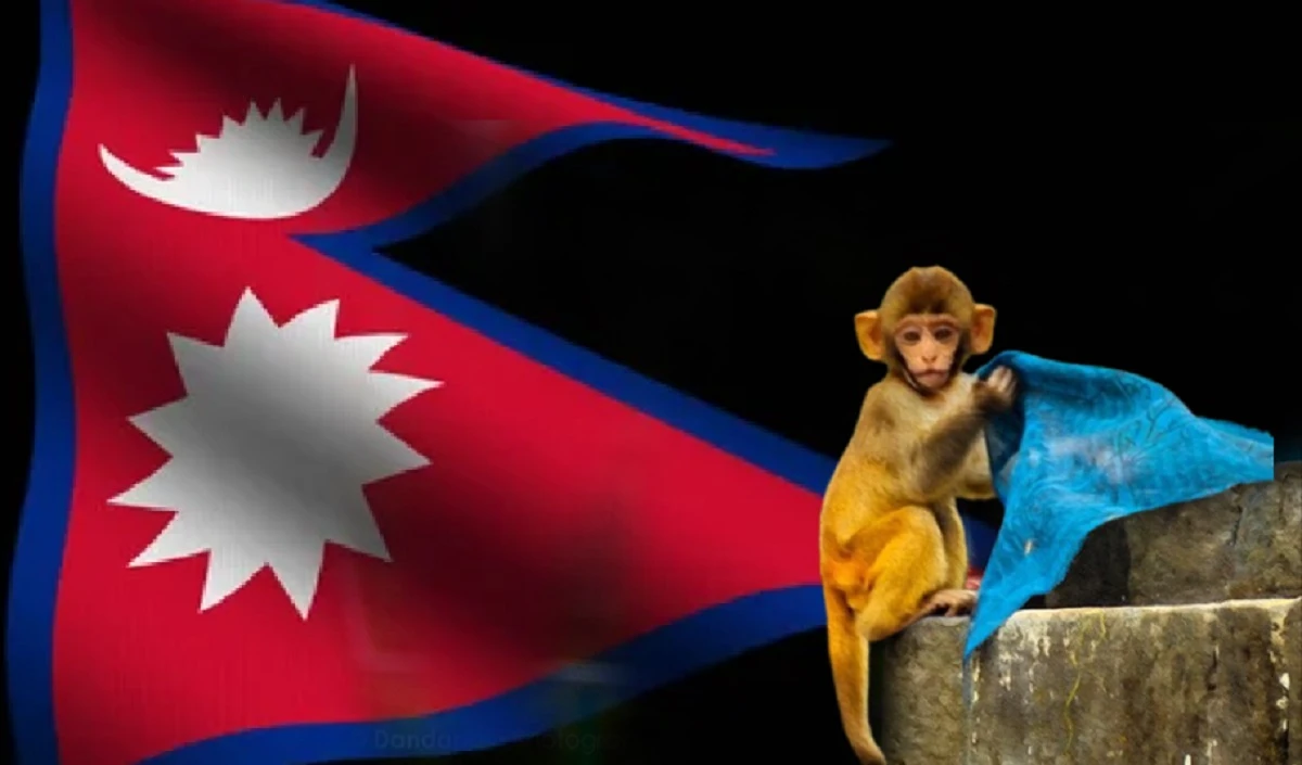 बंदरों के आतंक से चाहिए मुक्ति, चीन नहीं भारत से नेपाल को चाहिए मदद, संसदीय समिति करेगी दौरा