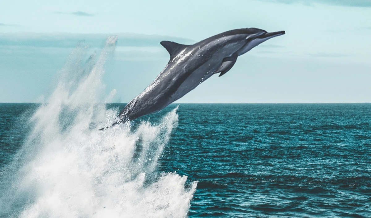 CM Nitish Kumar ने पटना में राष्ट्रीय डॉल्फिन अनुसंधान केंद्र का उद्घाटन किया