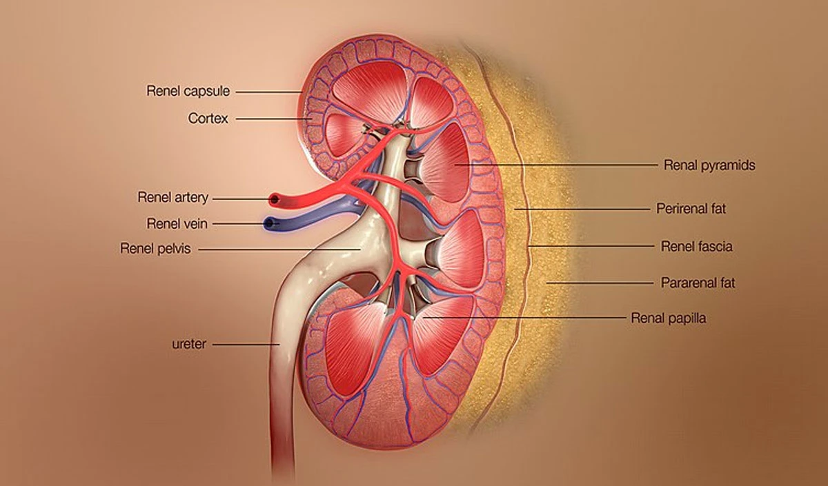 Avoid Food For Kidney Problem: किडनी की है समस्या तो भूल से भी ना खाएं ये फूड्स