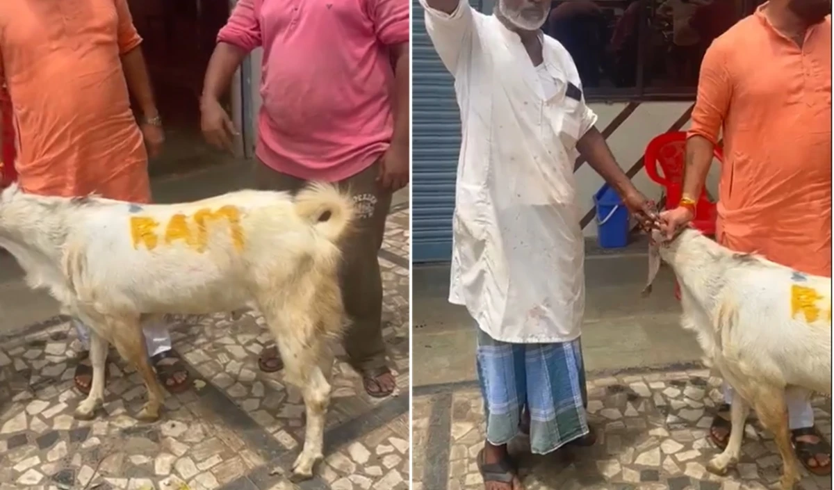 बलि के बकरे पर लिखा ‘राम’, कुर्बानी देने की हो गयी थी पूरी तैयारी, आखिरी वक्त में बचाया, 3 गिरफ्तार