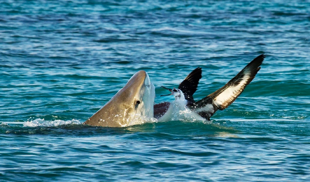 Hawaii में Shark के हमले में एक जीवनरक्षक की मौत