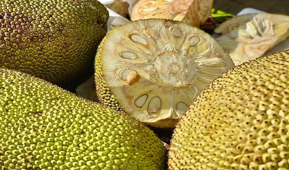 Side Effects of Jackfruit: भूलकर भी इन लोगों को नहीं खाना चाहिए कटहल, वरना हो जाएगा भारी नुकसान