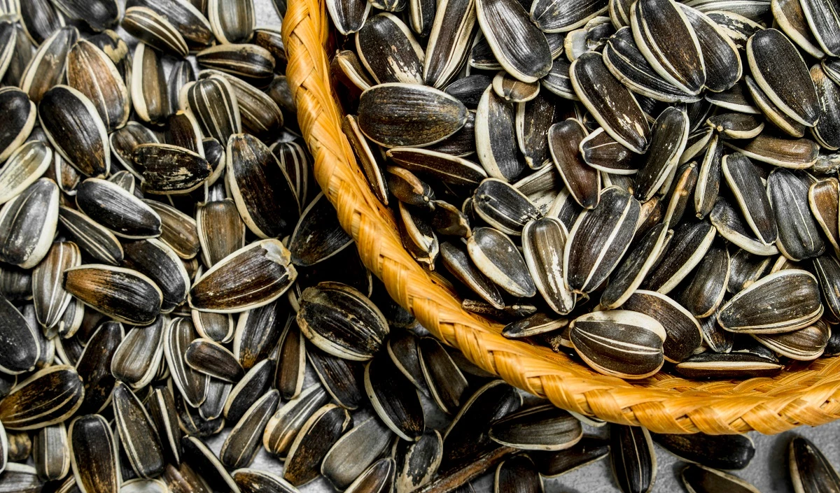 Snacks में कुछ भी खाने की बजाय करें Sunflower Seeds का सेवन, सेहत को मिलेंगे जबरदस्त फायदे