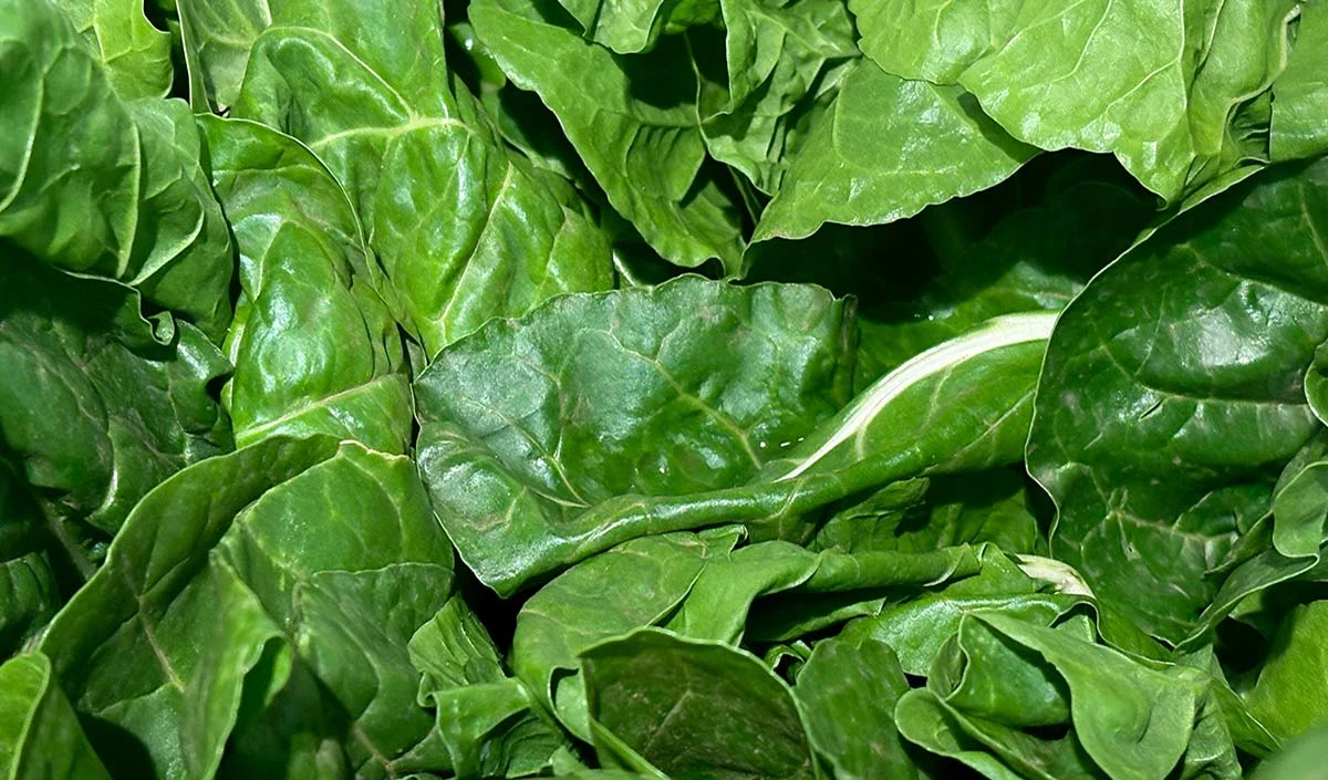 Spinach For Weight Loss: सर्दियों में करना है वजन कम, तो जरूर खाएं पालक