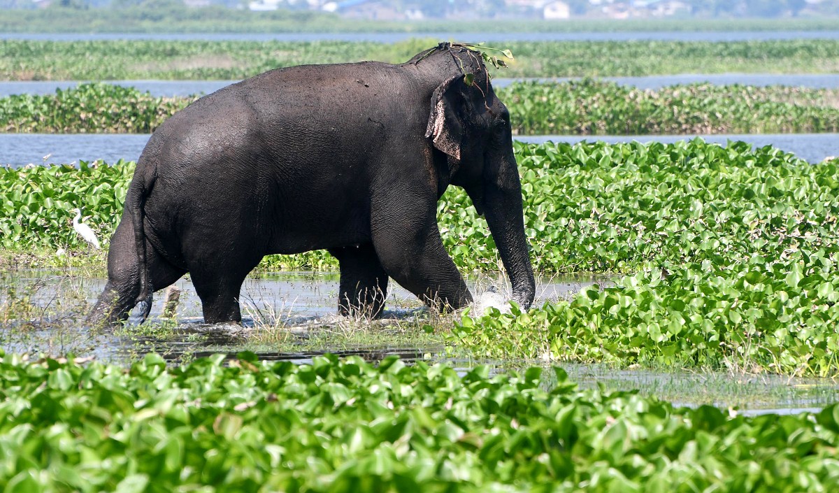 World Wetland Day 2025: आज है विश्व आर्द्रभूमि दिवस, जानिए इस दिन के महत्व और इतिहास के बारे में