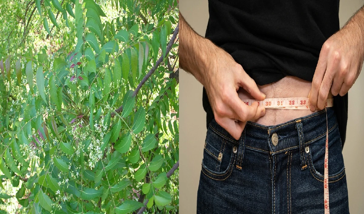 Health Benefits: वेट लॉस से लेकर कोलेस्ट्रॉल कंट्रोल करने तक में फायदेमंद है करी पत्ता, फायदे जानकर रह जाएंगे हैरान