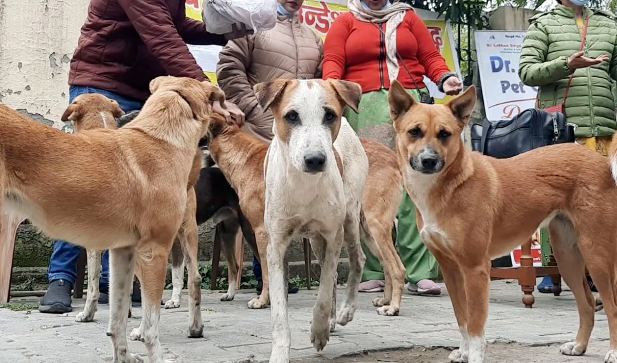लखनऊ में आवारा कुत्ते से कुकर्म के आरोप में युवक गिरफ्तार