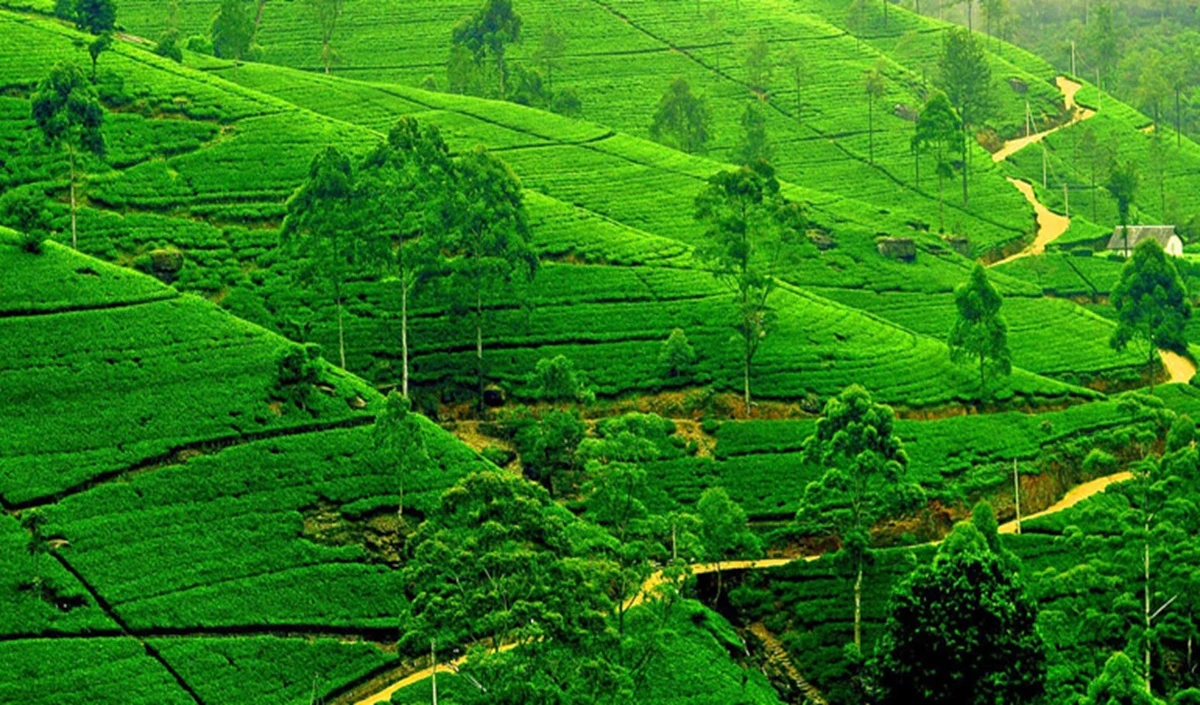 Travel Tips: ‘मिनी पहलगाम’ के नाम से फेमस है नॉर्थ बंगाल का माझीधुरा, प्रकृति प्रेमियों के लिए है स्वर्ग