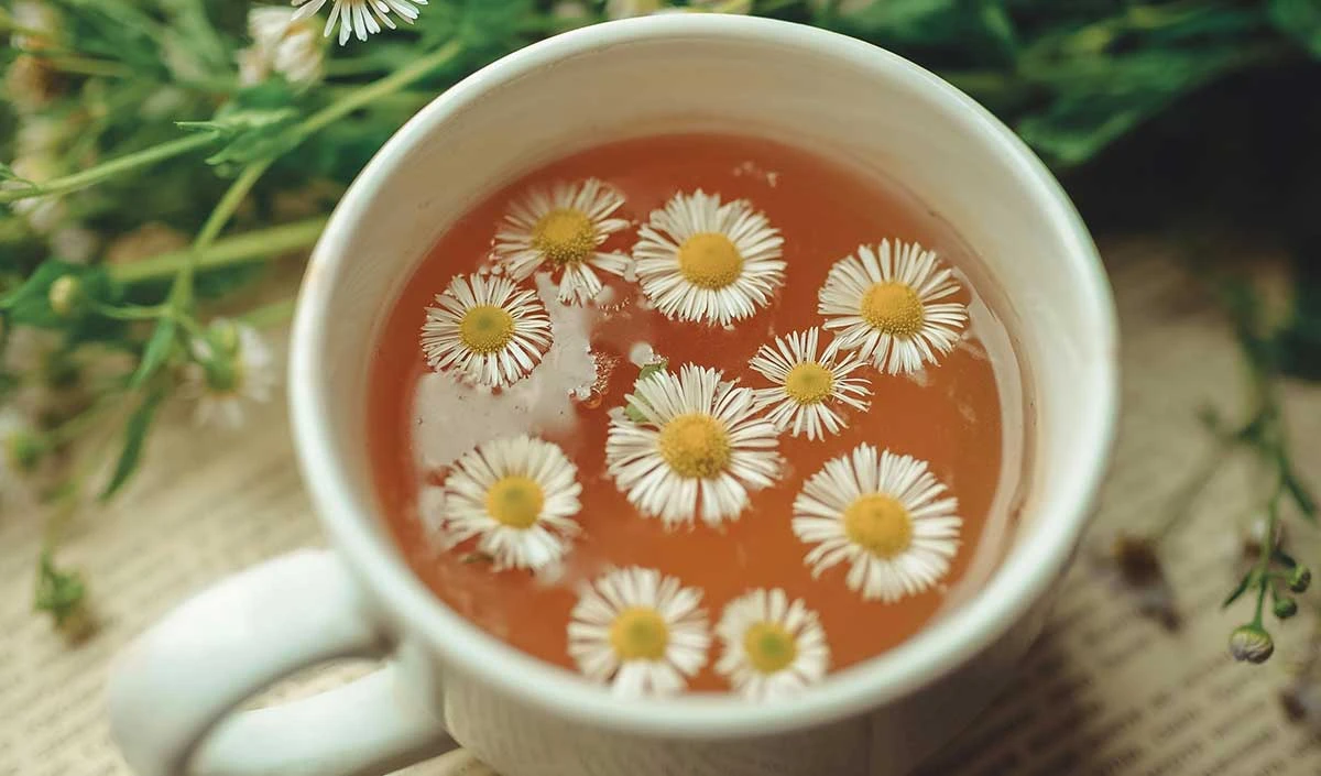 Health Tips: सोने से पहले पीएं ये वेट लॉस ड्रिंक्स, बाहर निकली हुई तोंद होगी अंदर
