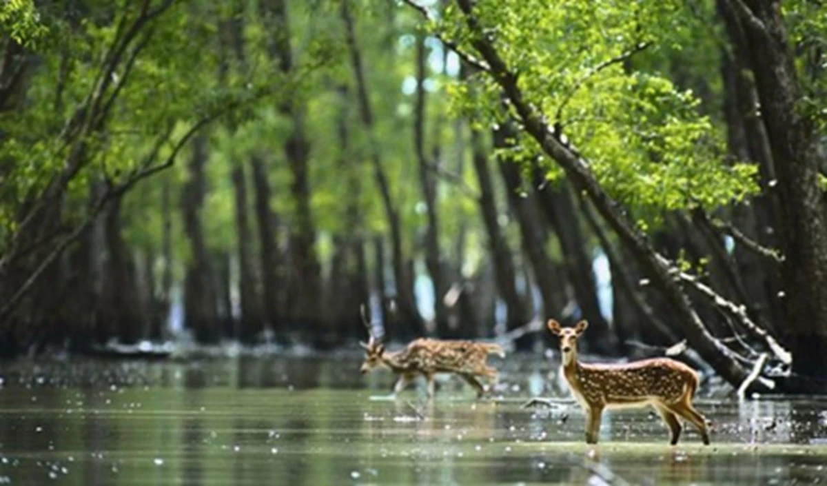 Travel Tips: IRCTC का Sunderbans टूर पैकेज, बेहद कम बजट में मैंग्रोव जंगल घूमने का Golden Opportunity