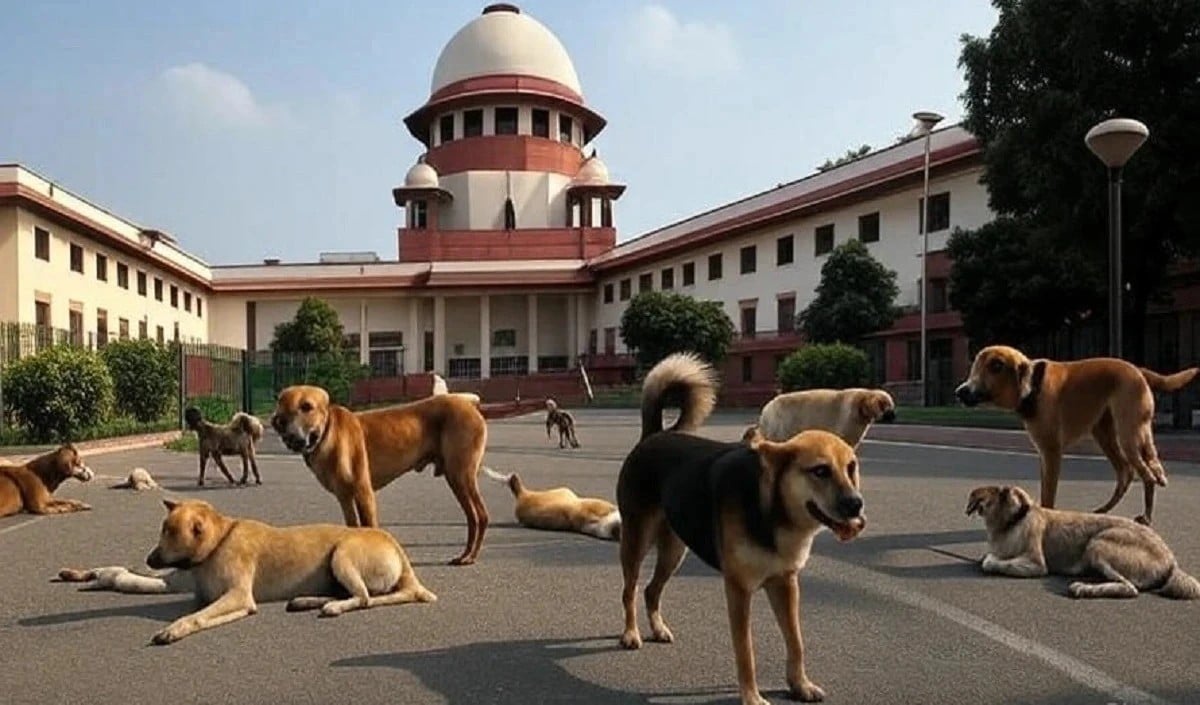 Stray Dogs की अंधाधुंध हत्या का डर, Supreme Court के आदेश पर NGO ने उठाए गंभीर सवाल