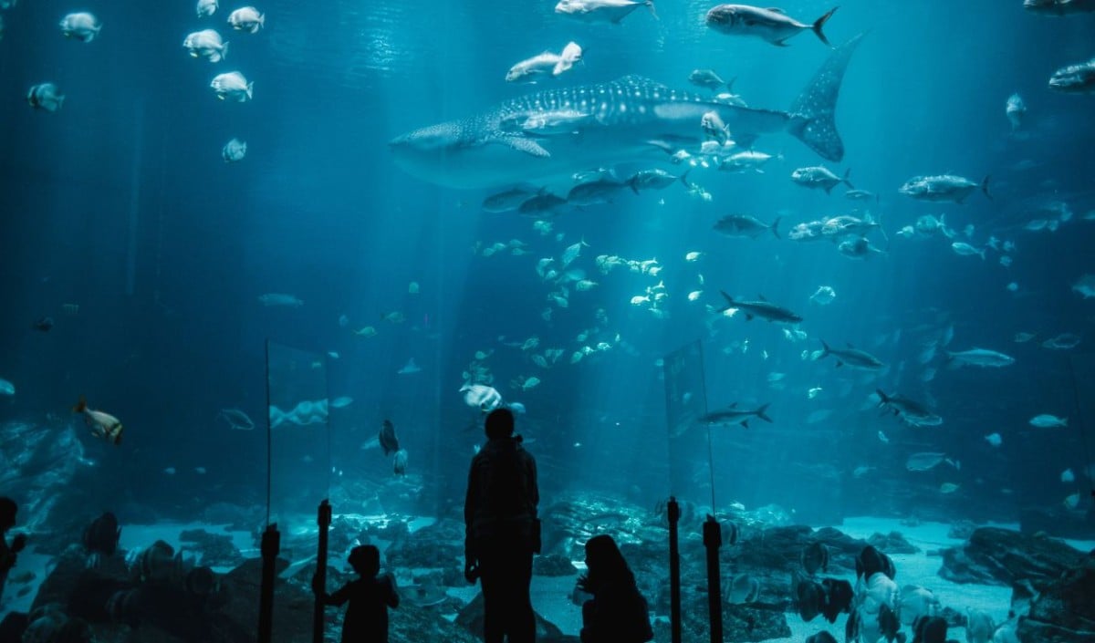 Delhi वालों Miss न करें, सिर्फ कुछ दिनों के लिए खुला है ये Amazing Fish Immersive Show