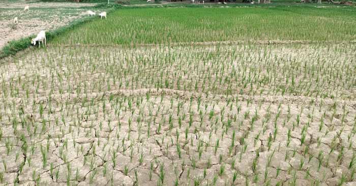 Ballia-धान के खेत में सिचाई के लिए गए युवक को जहरीले सांप से डंसा, मौत