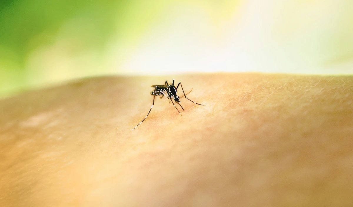 Dengue Platelets Danger: डेंगू में कब गिरती है प्लेटलेट्स? जानिए ये Critical Signs और डॉक्टर की सलाह