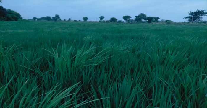 बलिया में किसानों से धान खरीद के लिए इस बार बनेंगे 100 क्रय केंद्र, इस दिन से खरीदारी होगी