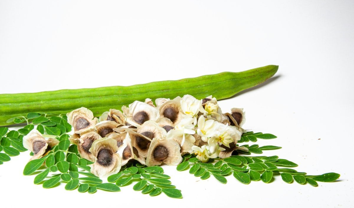 Moringa के सेवन से कंट्रोल रहेगा Diabetes और वजन, शरीर को मिलेंगे जरूरी Vitamins